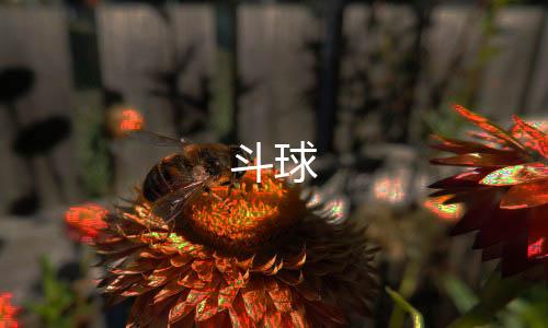 斗球下载