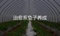 治愈系兔子养成