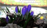 Hello Kitty桌面主题(手机主题桌面壁纸软件)