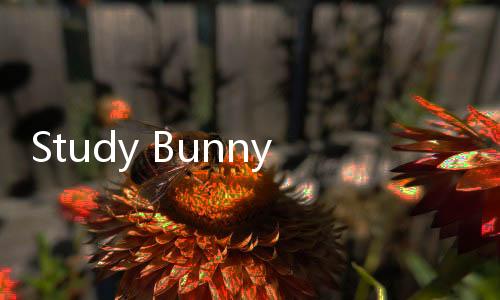 Study Bunny中文版下载