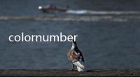 colornumberApp(Color by Number)